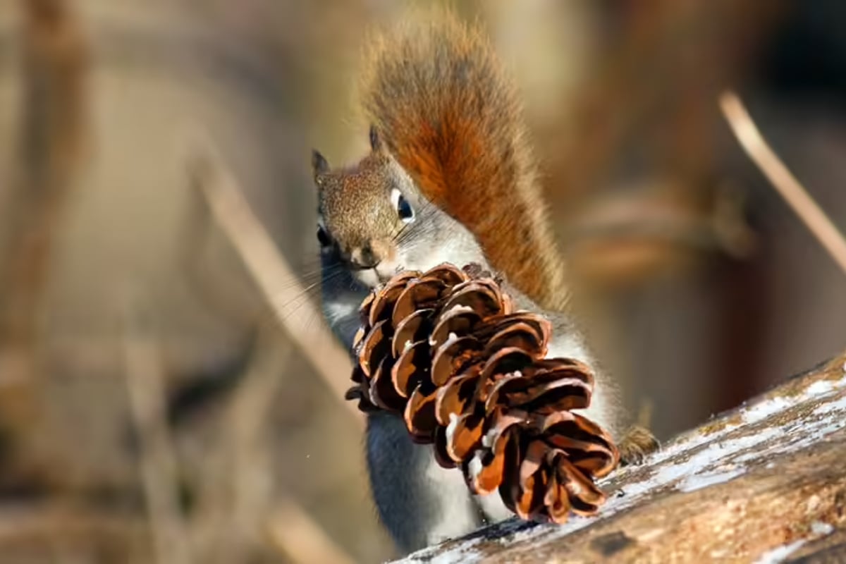 Squirrels are Amazing Gamblers, University of Michigan Research Discovers