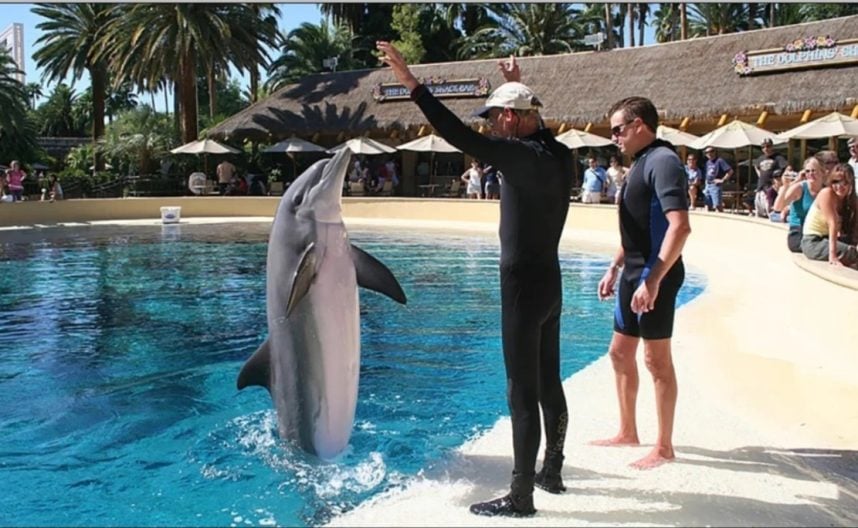 Mirage Las Vegas Now Dolphin-Free