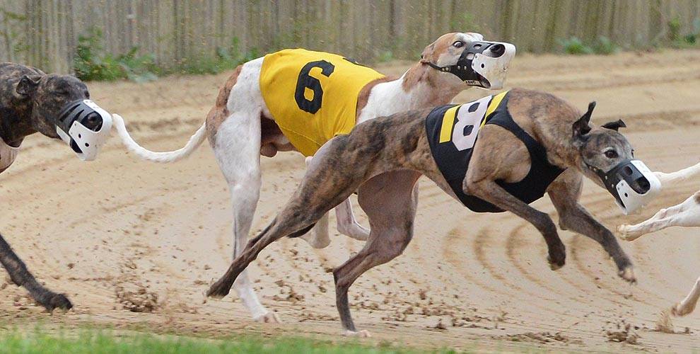 Bill to Kill West Virginia Greyhound Racing Fund Dies in Senate