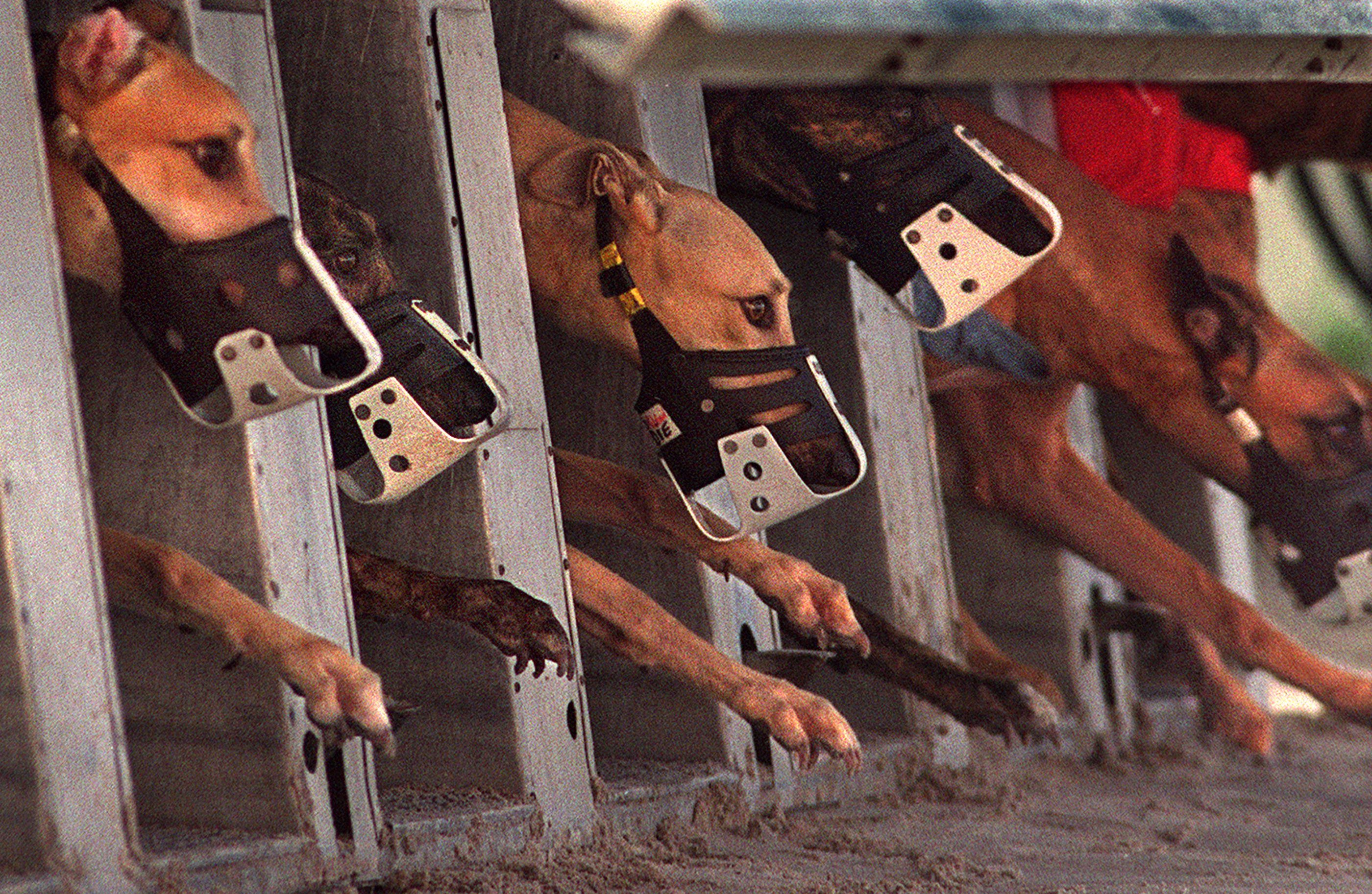 Florida Ballot Measure to Ban Dog Racing Bites Off More Controversy Than It Can Chew