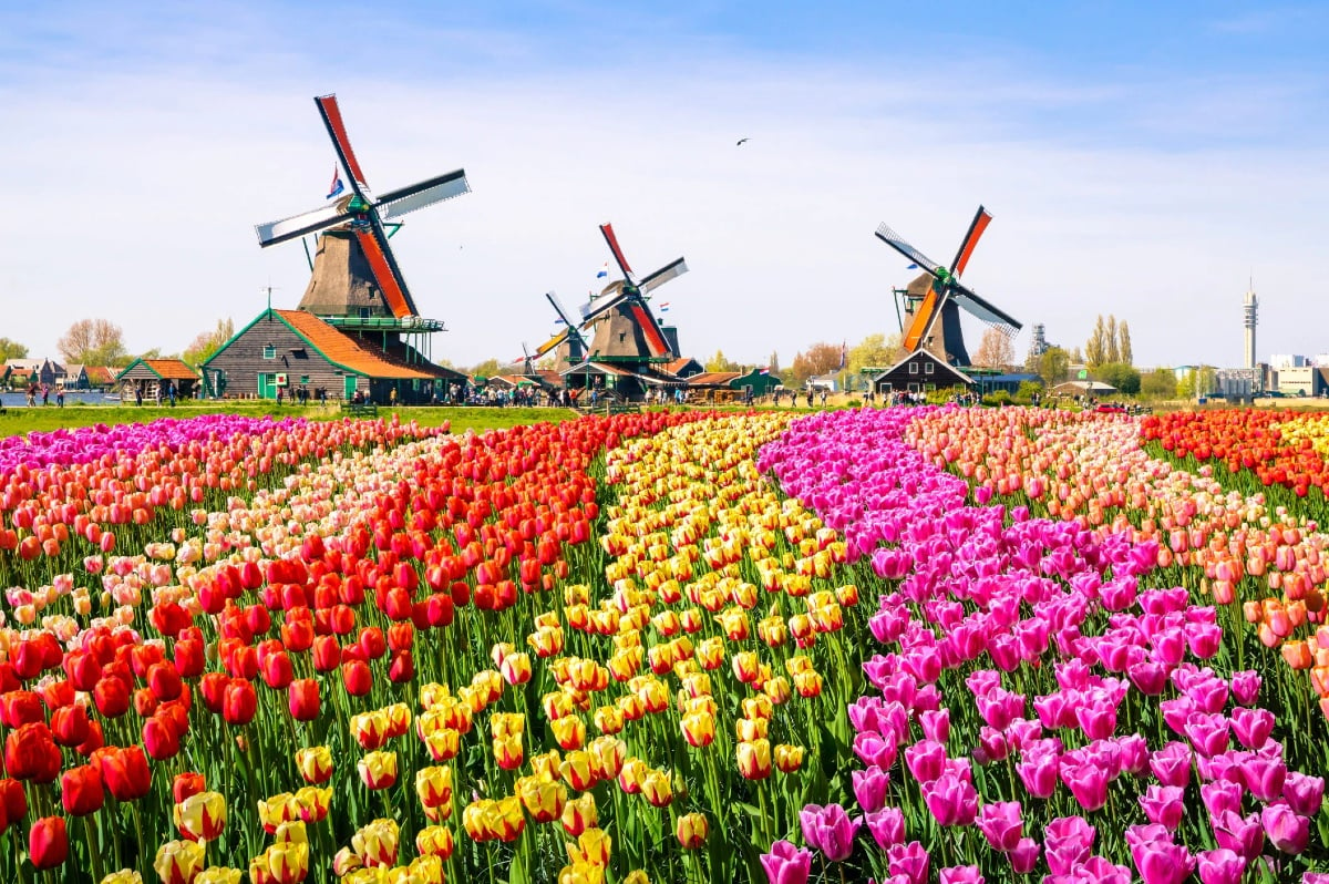 Netherlands Online Gaming Licenses Issued, Rogue Platforms Warned to Cease Operations