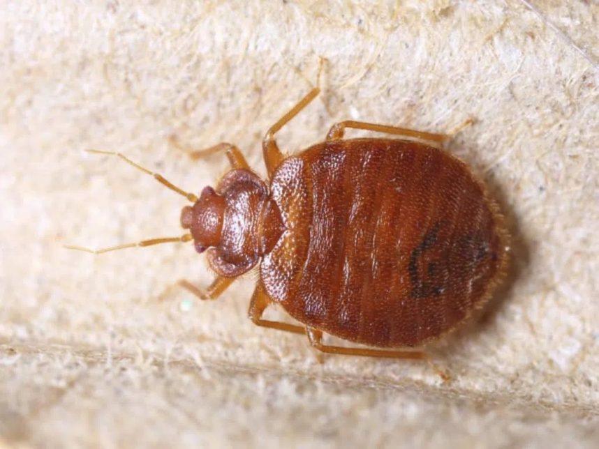 Bed Bugs Found in Two More Las Vegas Hotels, Total Now Nine – Report