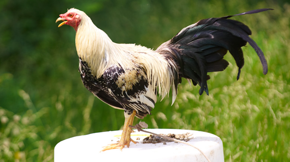 Kentucky Cockfighting Investigations Lead to Federal Indictments Against 17 People