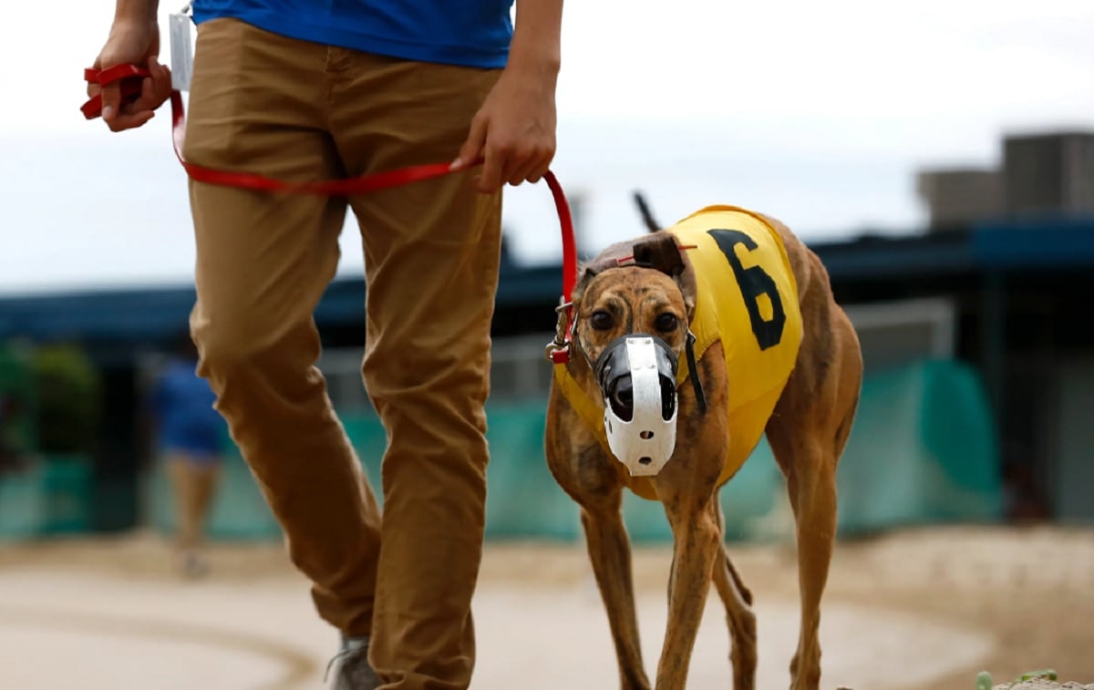 Greyhound Breeder Still Racing Despite Admitting to Illegal ‘Live Lure’ Training