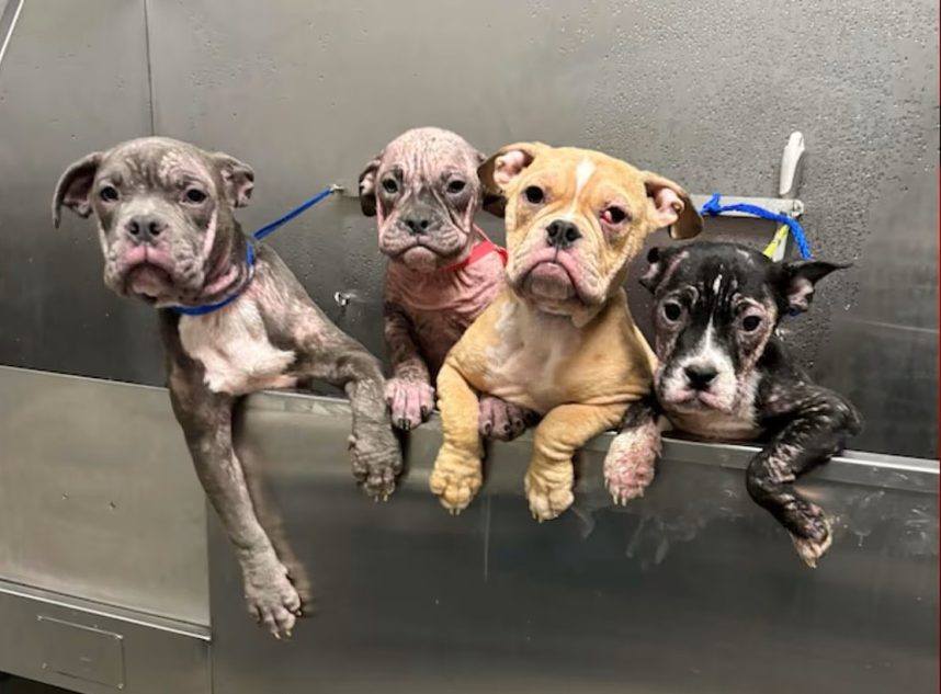 4-Month-Old Pups Abandoned on Sidewalk in Las Vegas Heat